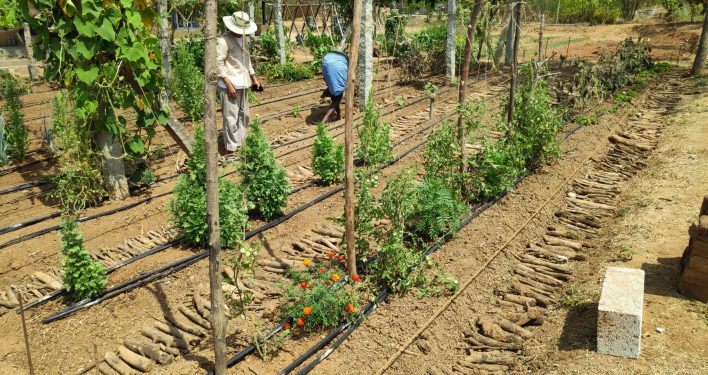 Farmers plant saplings on their land in Yelachatti village. Four farmers are relying on permaculture principles to grow crops, fruits and fodder on their 12-acre plot.