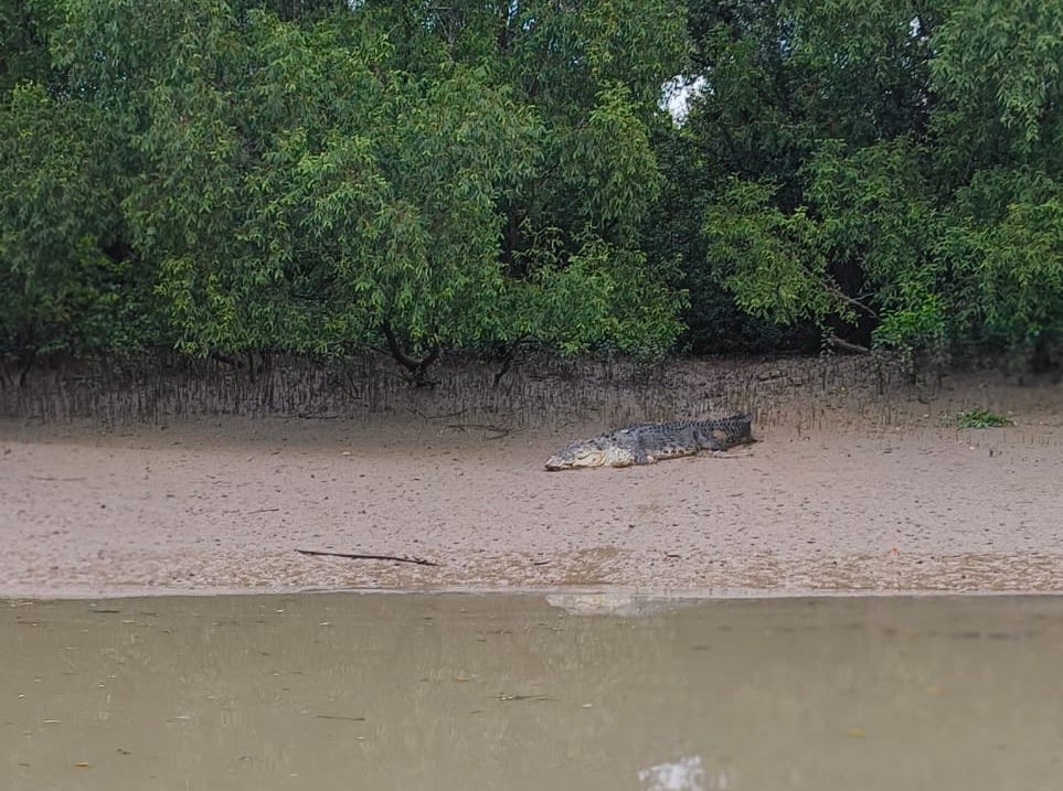 saltwater crocodile in a mangrove forest in Bhitarkanika national park in Odisha