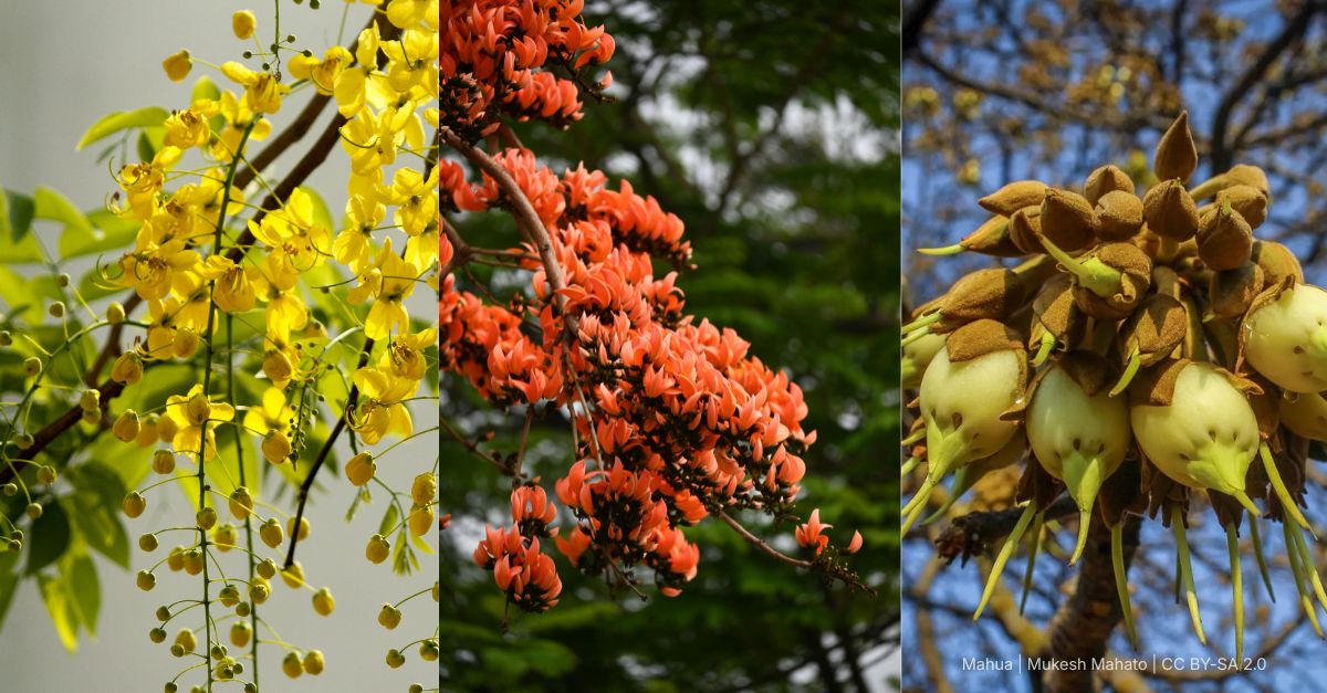blooms of spring india - amaltas, palash, mahua